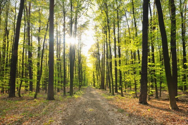 green_woods
